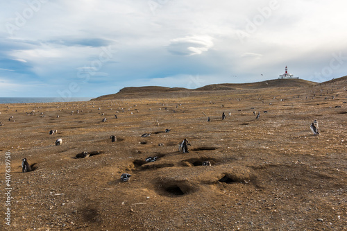 The penguins on Magdalena Island in the Strait of Magellan, Chile