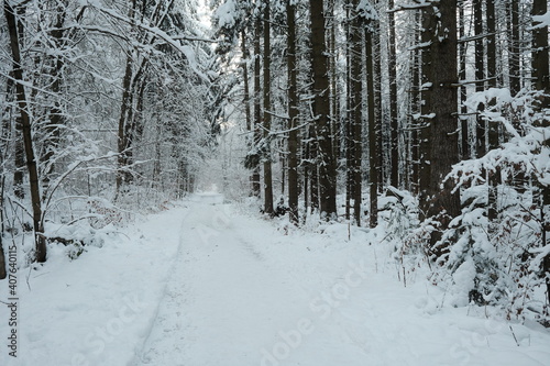 road in winter forest