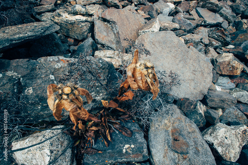 Dried wild saussurea involucrata in high altitude mountains,tibet,China