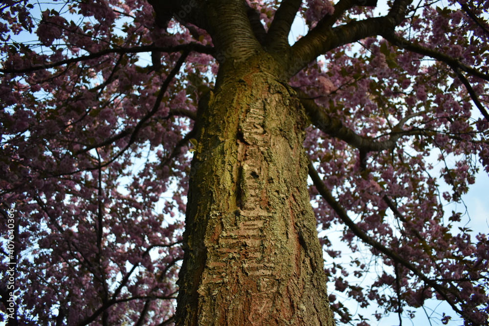 Obraz premium Blüten, Blumen, Bäume und Natur