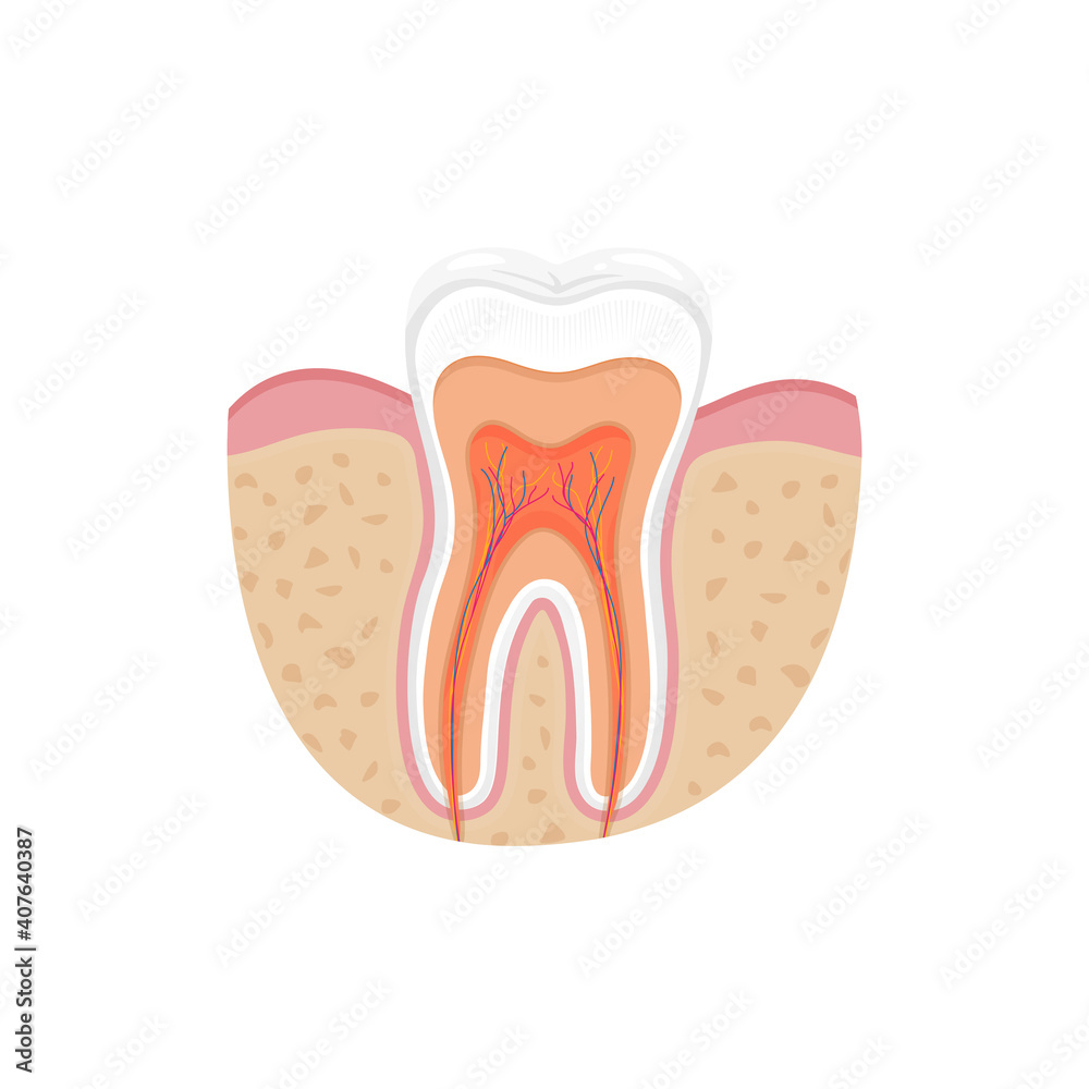 Tooth anatomy, medicall illustration. Tooth anatomy, medicall illustration.
