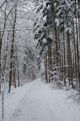 Wanderwege führen durch den verschneiten Winterwald