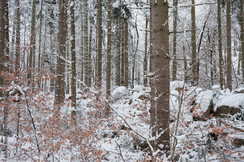 Dichter Winter Fichtenwald