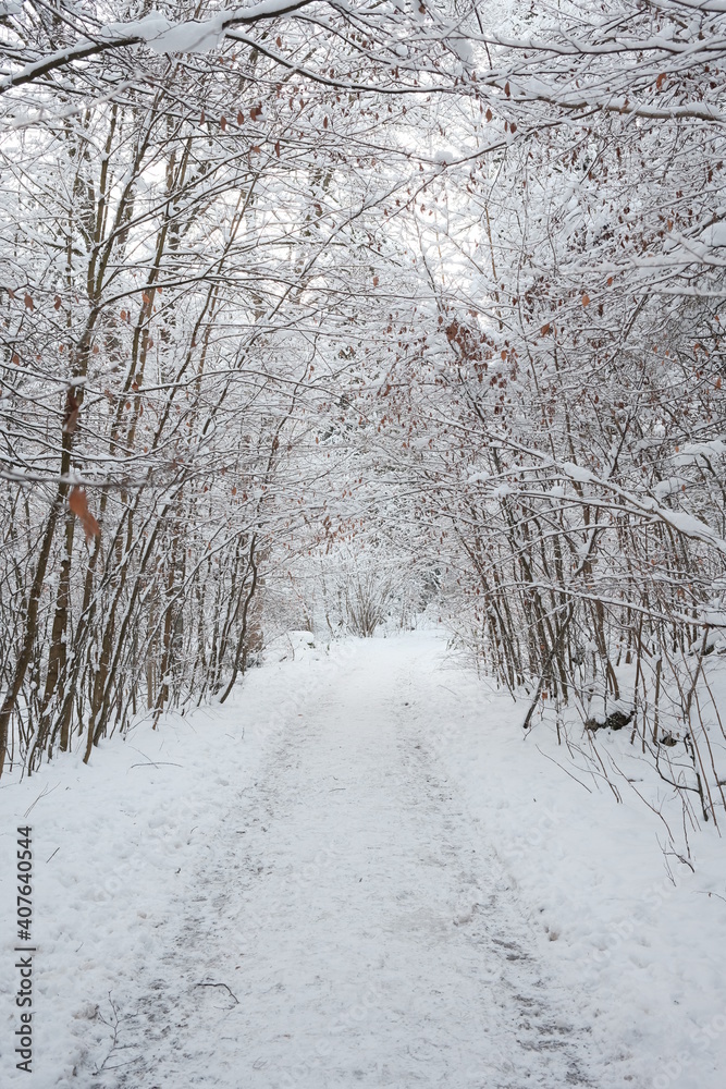 Obraz premium Wanderwege im Verschneiten Harz Wald 