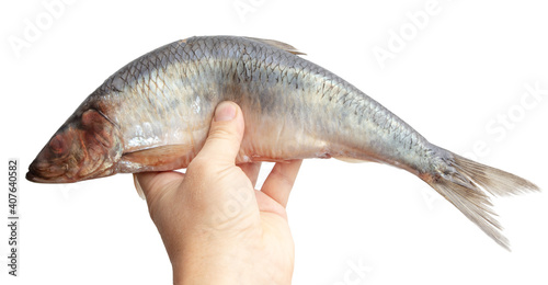 Salted herring in hand isolated on white photo