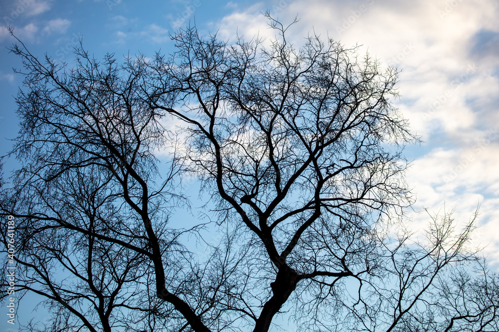 Silhouette of bare branches on a tree against the sky Silhouette of bare branches on a tree against the sky