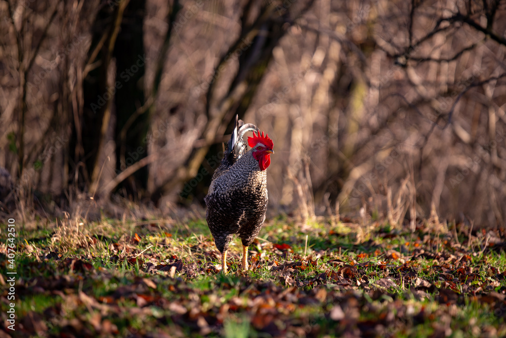 a motley rooster standing on the green grass near the forest. domestic bird at the farm a motley rooster standing on the green grass near the forest. domestic bird at the farm