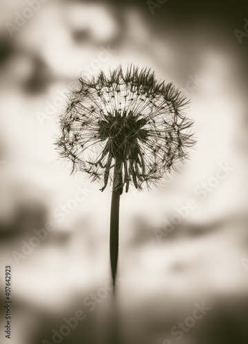 Silhouette of dandelion flower or blowball head covered with seeds. Black and white picture.