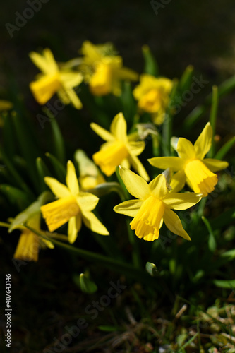 daffodils in the shadow illuminated by sunlight photo