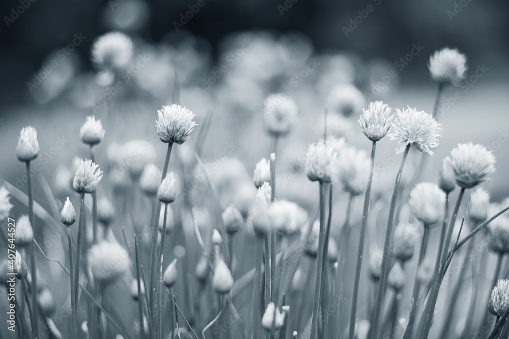 Allium blooming purple onion plant. Nature background. Black and white photo.