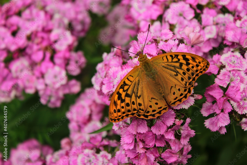 Fototapeta premium Beautiful butterfly on carnation flowers.