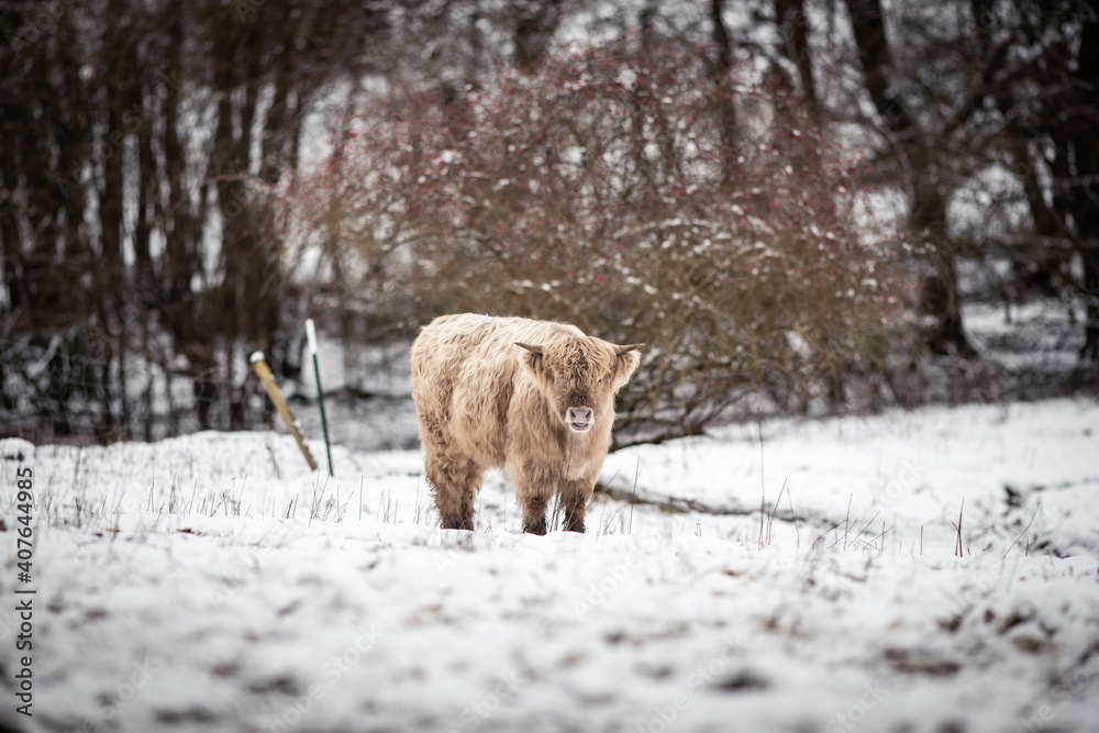 Naklejka premium Highland Rinder