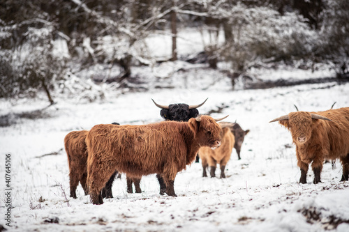 Highland Rinder © Nadine Priester