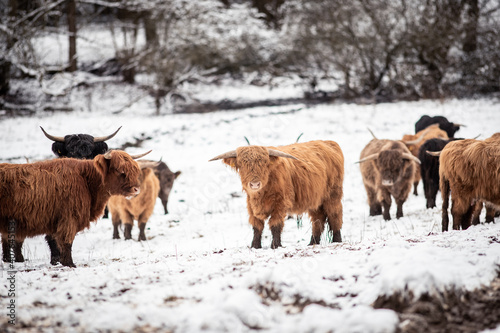 Highland Rinder © Nadine Priester