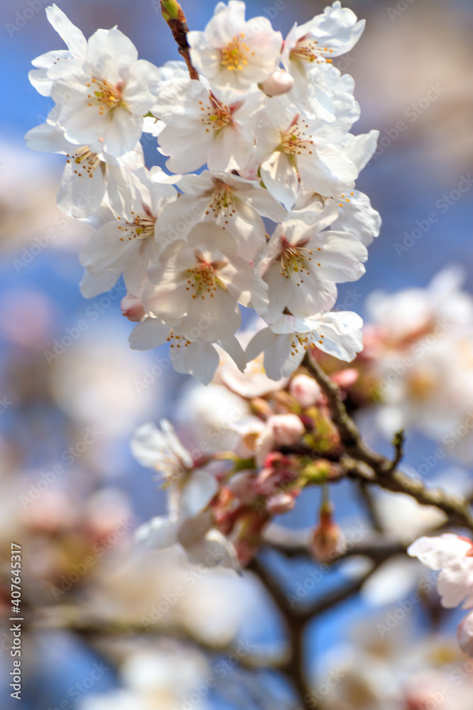 桜の花　春のイメージ