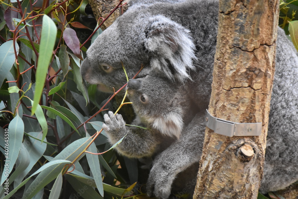Fototapeta premium お母さんおいしいね