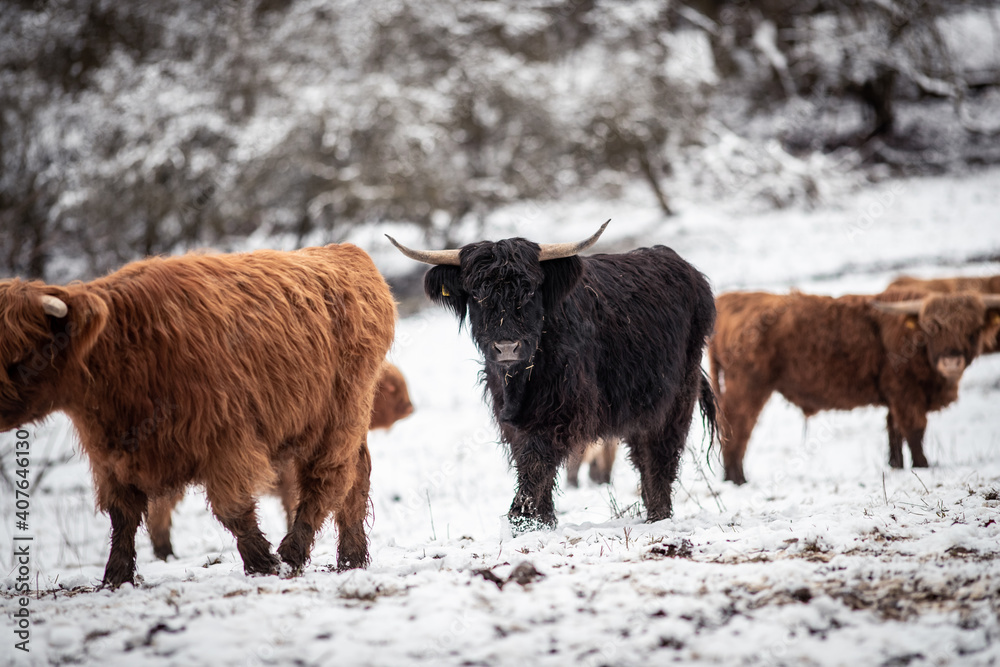 Highland Rinder Highland Rinder