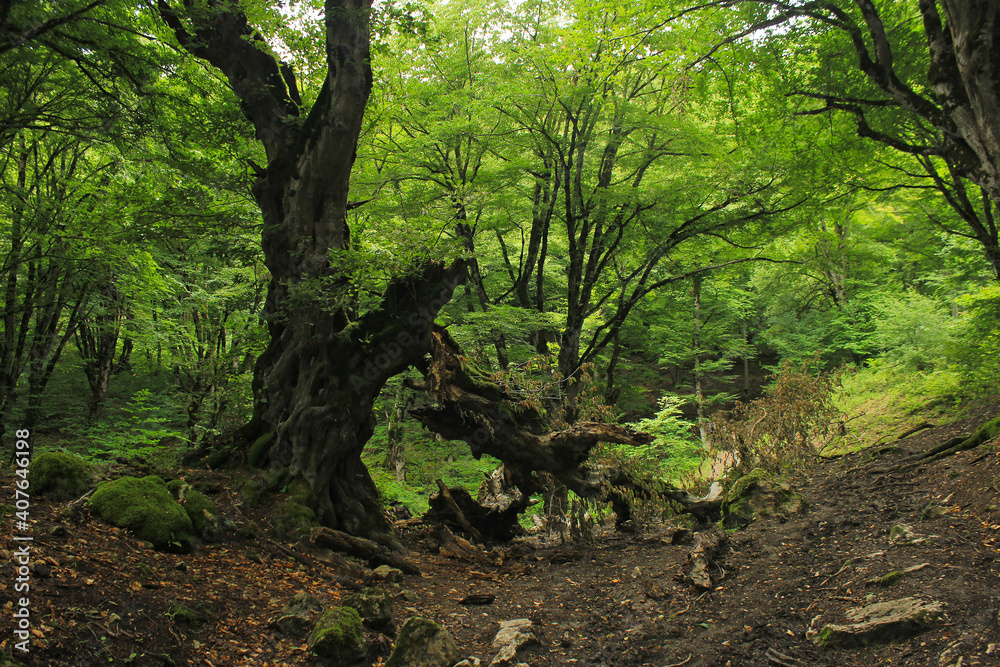Fototapeta premium Very old trees in the forest.