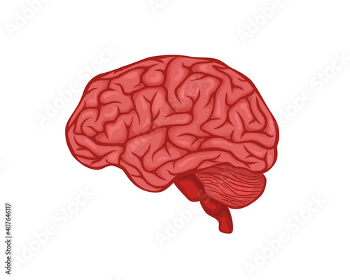 Brain vector design. Realistic anatomy pictures. Human body internal organs