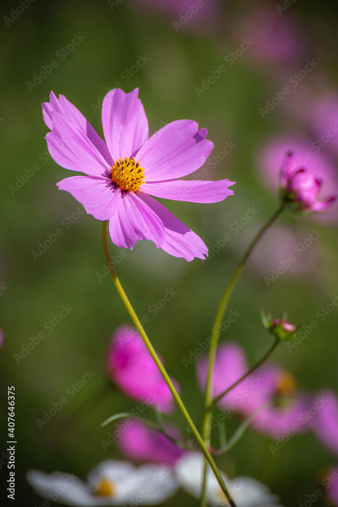 コスモスの花　秋のイメージ