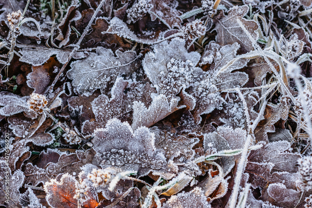 Dry frozen leaves natural background.Cold frosty winter mornings.The first frosts and frozen leaves. Winter macro picture.Quiet clear weather. Hoarfrost on withered leaves.Leaf covered by ice.