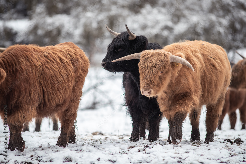 Highland Rinder Highland Rinder