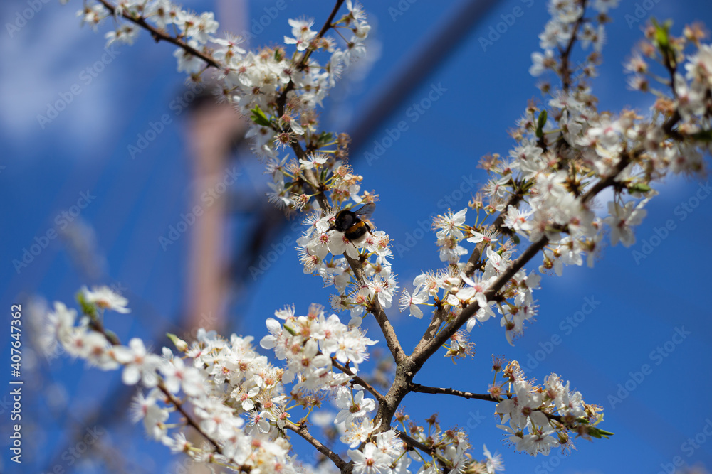 Hummel saugt Nektar am blühenden Kirschbaum im Frühling Hummel saugt Nektar am blühenden Kirschbaum im Frühling
