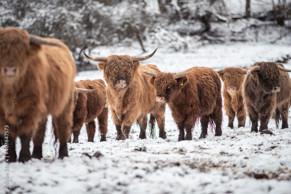 Highland Rinder Highland Rinder