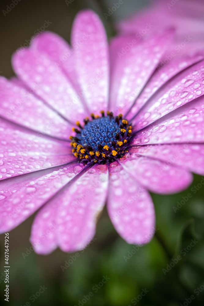 デイジーの花 春のイメージ デイジーの花 春のイメージ