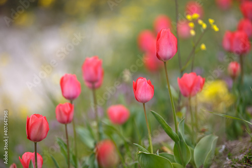 チューリップの花 春のイメージ