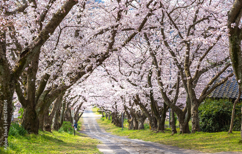 桜のアーチ 春の花見イメージ