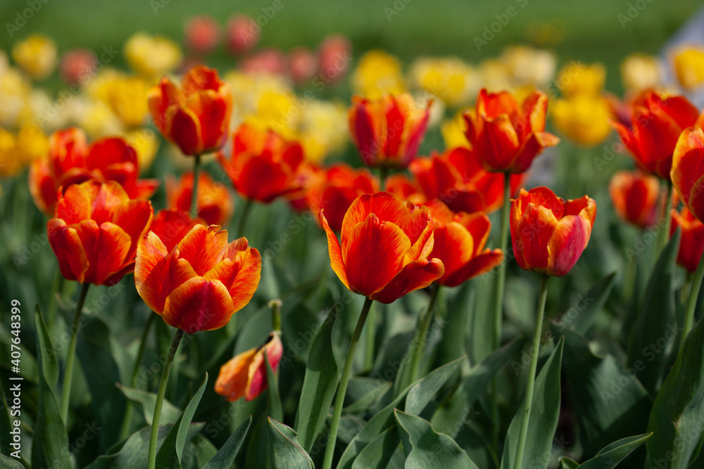 Colorful tulips in the springtime