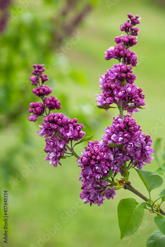 Common Lilac  Syringa vulgaris  cultivar