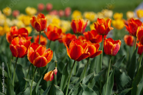 Colorful tulips in the springtime