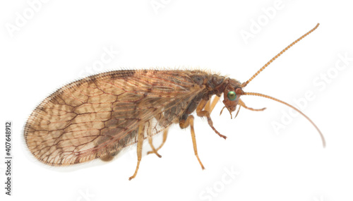 Brown lacewing, Hemerobiidae isolated on white background