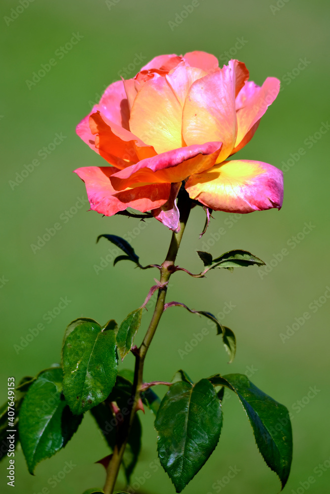 Closeup of red and yellow rose flower on green background