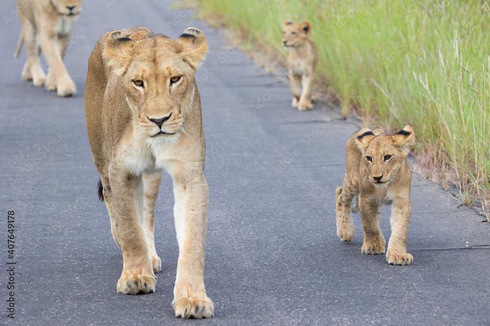 Obraz premium lioness with cubs