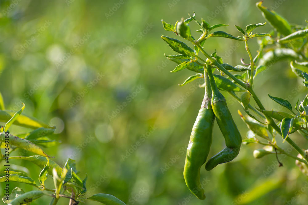 Fototapeta premium Green chili peppers growing on tree in the garden