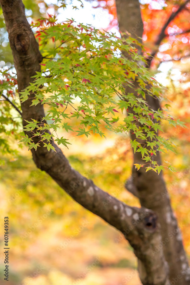 Fototapeta premium 紅葉 秋の和風イメージ