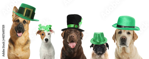 Cute dogs with leprechaun hats on white background, banner design. St. Patrick's Day photo