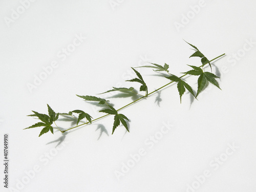 Fresh Green Maple leaves isolated white background.