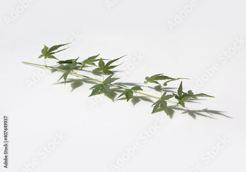 Fresh Green Maple leaf and stem isolated white background.