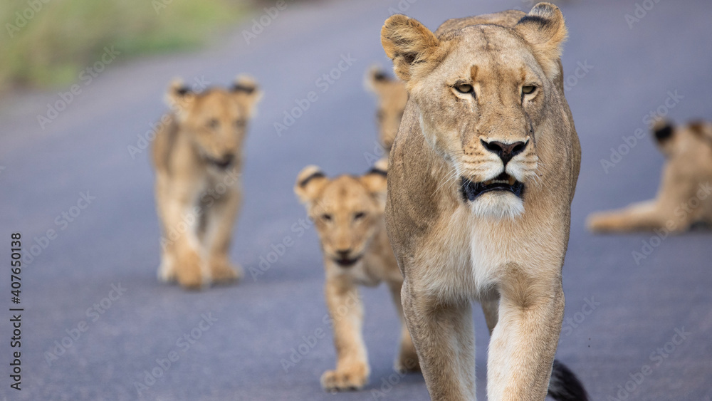 Fototapeta premium lion cubs and lionesses