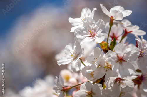 桜の花　春のイメージ