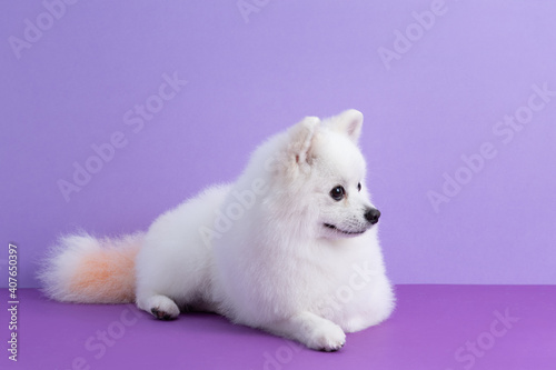 White Pomeranian dog sitting among purple background. Cute little spitz. Place for text