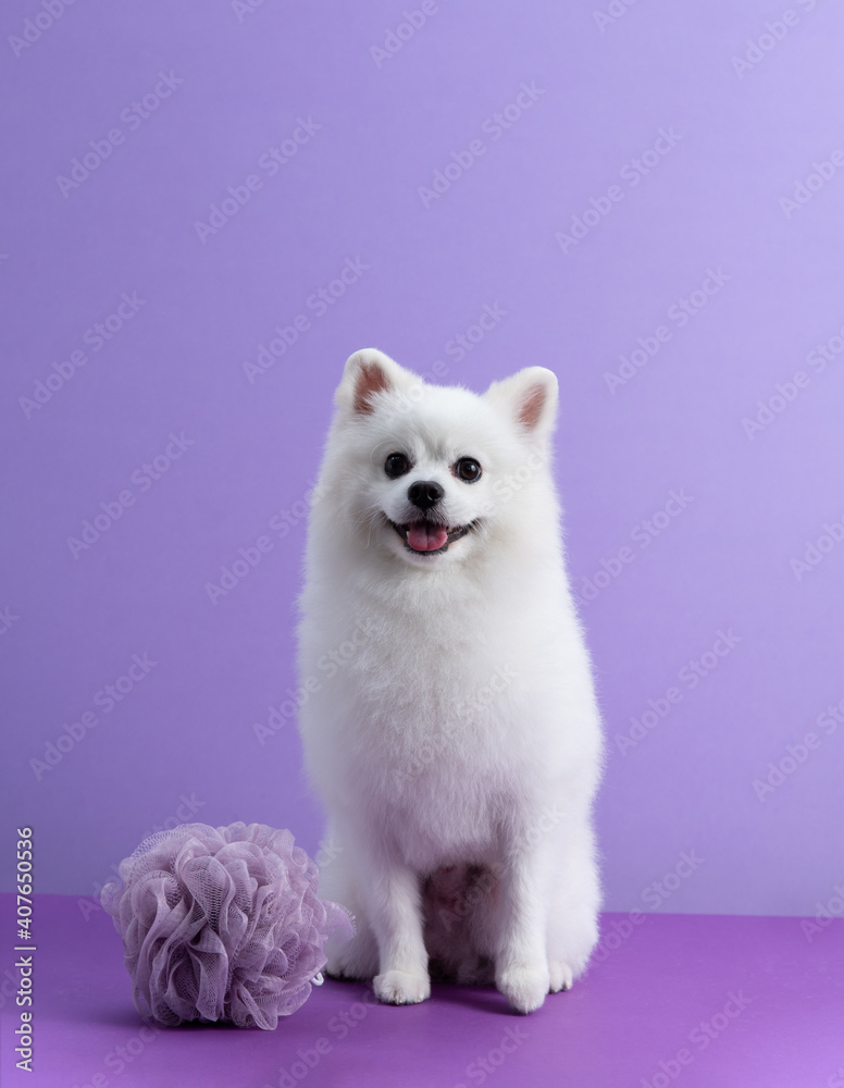 White Pomeranian dog sitting among purple background. Dog after bath. Cute little spitz and sponge. Grooming concept. Copy space White Pomeranian dog sitting among purple background. Dog after bath. Cute little spitz and sponge. Grooming concept. Copy space