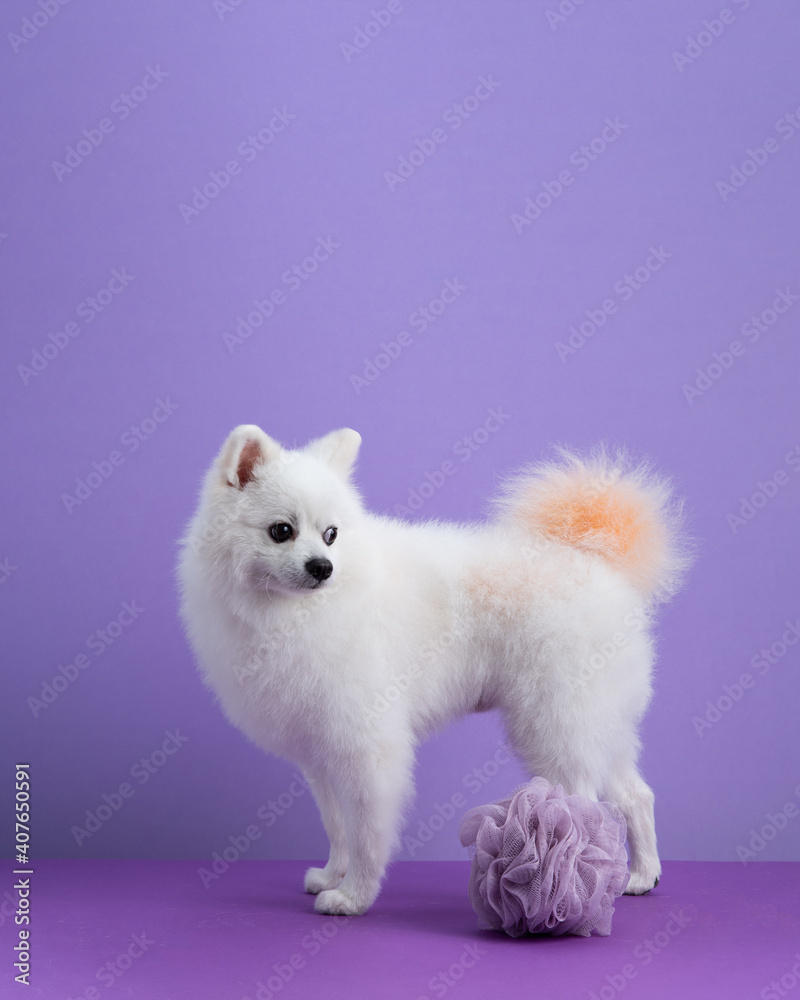 White Pomeranian dog sitting among purple background. Dog after bath. Cute little spitz and sponge. Grooming concept. Copy space White Pomeranian dog sitting among purple background. Dog after bath. Cute little spitz and sponge. Grooming concept. Copy space