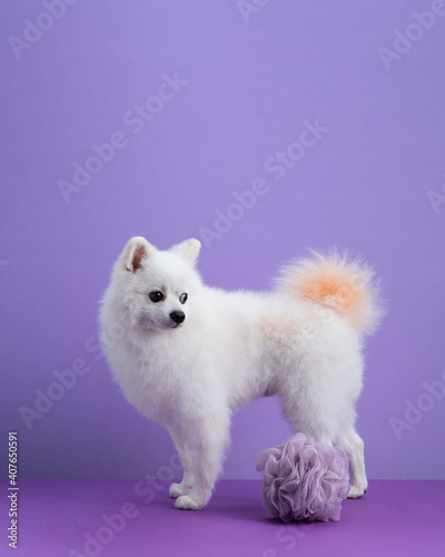White Pomeranian dog sitting among purple background. Dog after bath. Cute little spitz and sponge. Grooming concept. Copy space