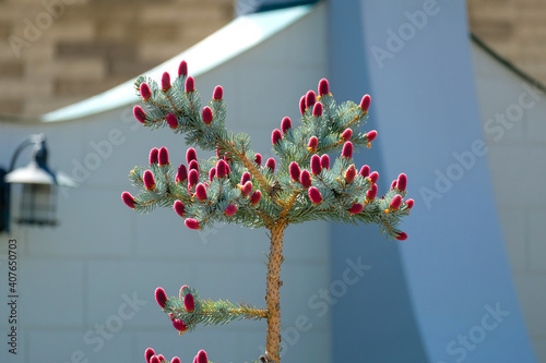 Blue spruce with unusual pink cones in spring.