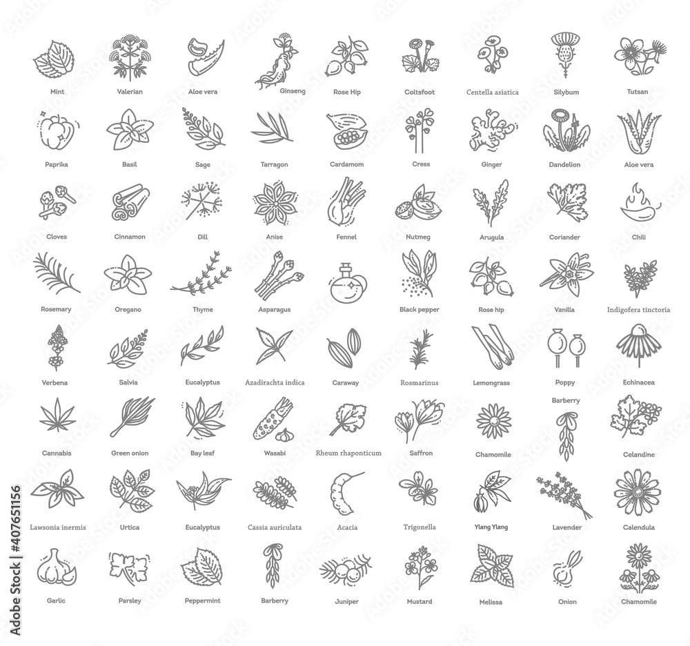 Condiment and herbs icons set. Outline set of condiment vector icons